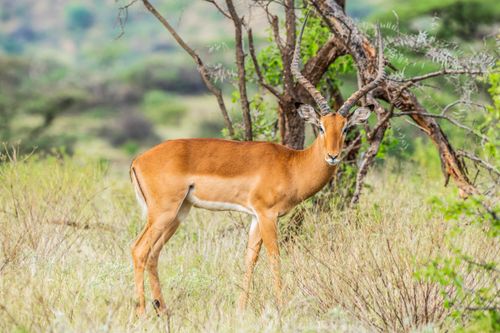 Free Close-up of an impala standing in the vibrant landscape of Samburu County, Kenya. Stock Photo