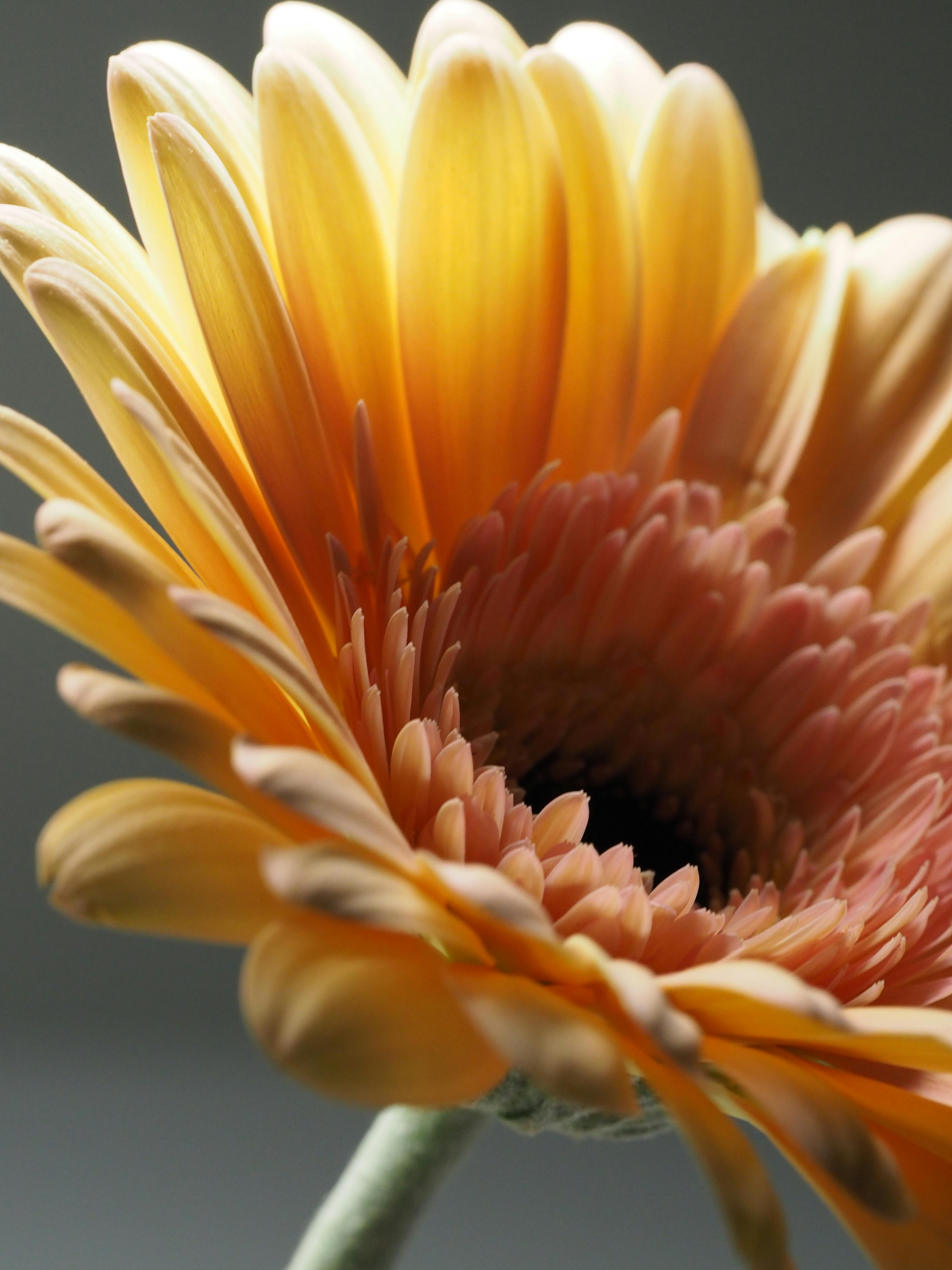 macro photography of yellow gerbera flower · free stock photo