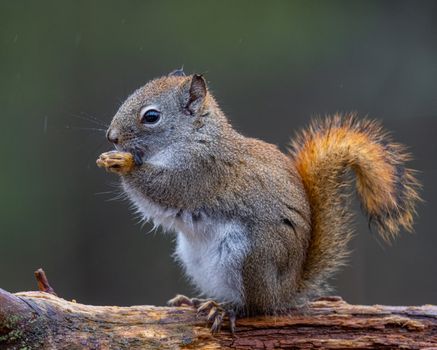 Adorable squirrel sitting on tree and eating nut