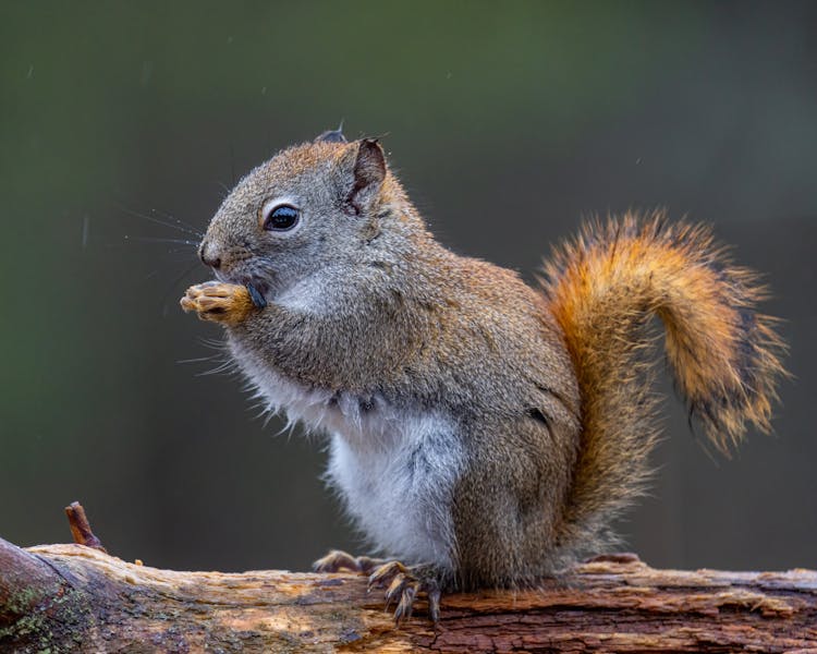 Adorable Squirrel Sitting On Tree And Eating Nut