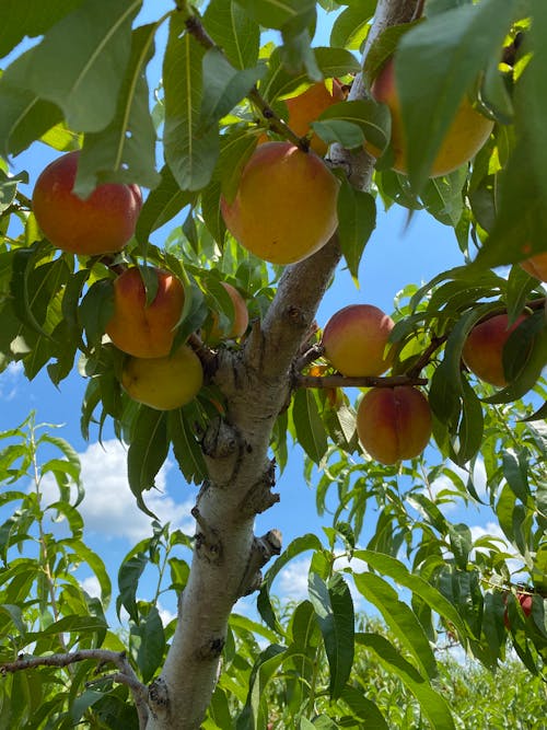 Ilmainen kuvapankkikuva tunnisteilla hedelmätarha, persikat