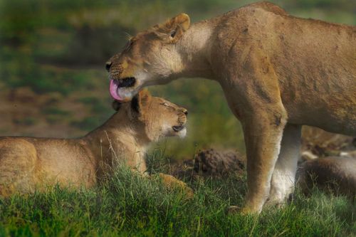 Free A lioness gently licks her cub, conveying affection in the grassy savanna. Stock Photo