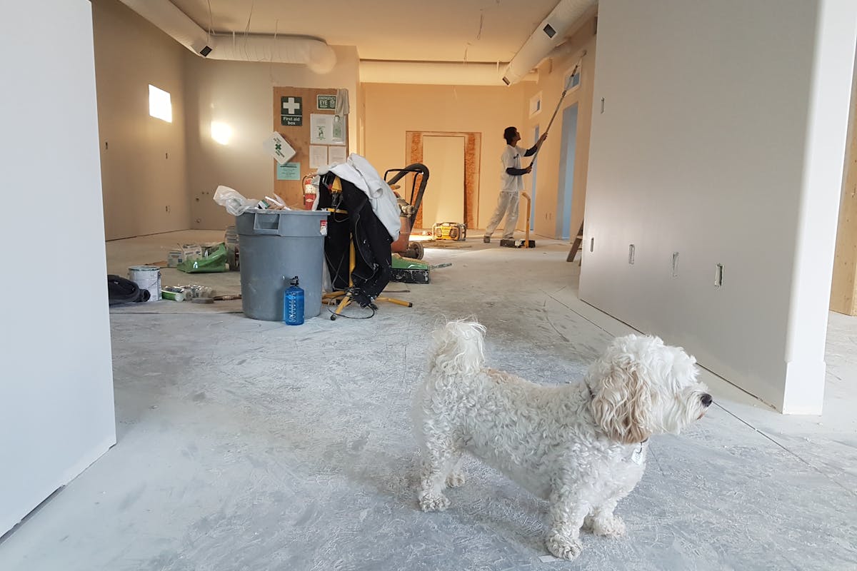Suarez Renovation