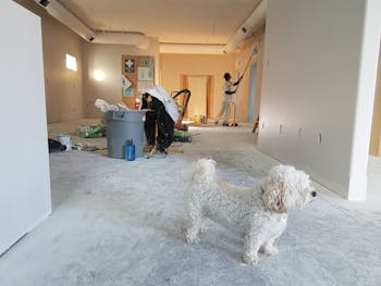 Close-up Photography of White Poodle 