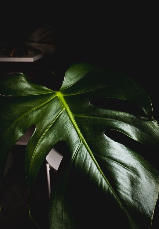 Green Leaf Plant in Close-Up Photography · Free Stock Photo