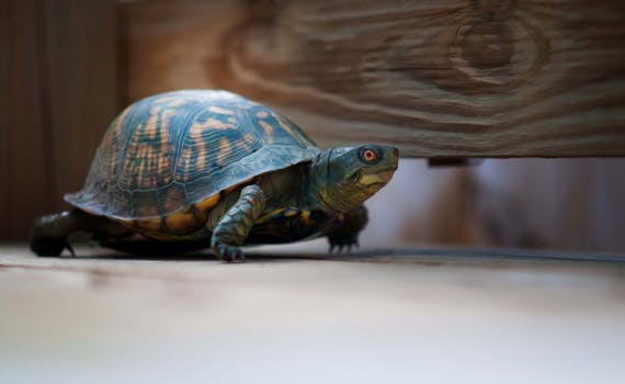 Intimate close-up of a tortoise exploring a wooden environment.