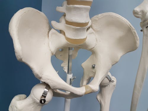 Free stock photo of pelvis, physiotherapy, skeleton