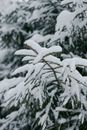Snow Covered Tree Branch