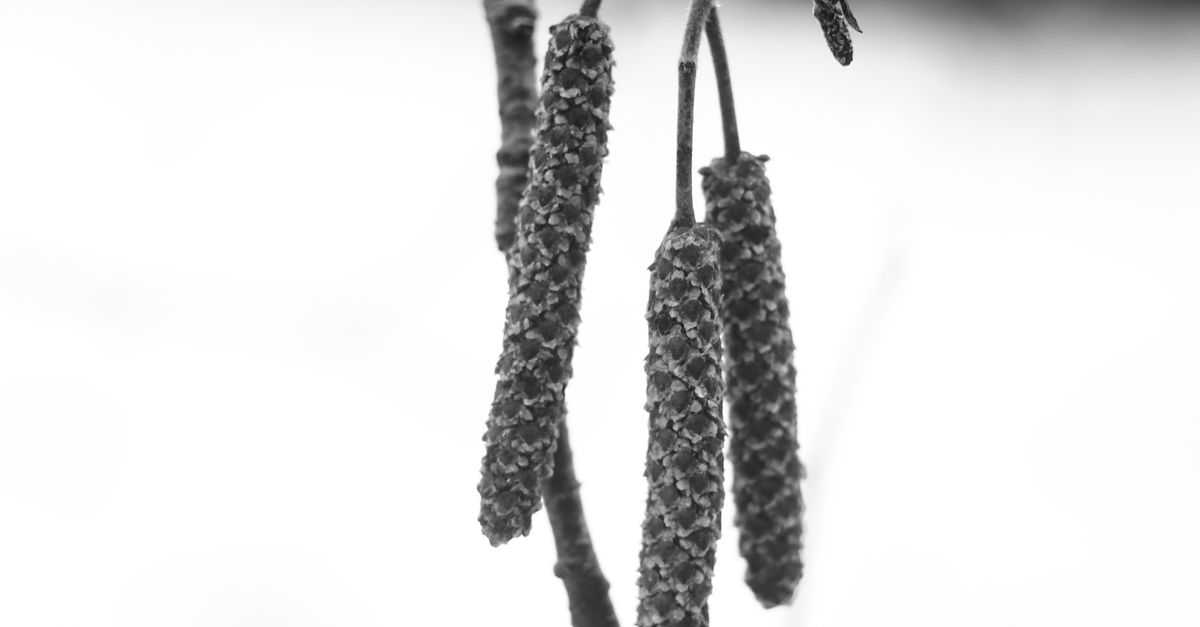 Close-up Photo of a Gray Alder Tree Bearings · Free Stock Photo