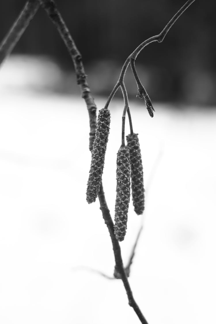 Close-up Photo Of A Gray Alder Tree Bearings