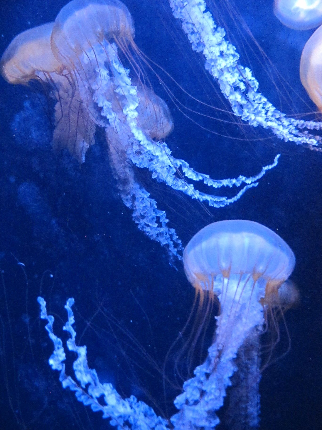 Free stock photo of aquarium, blue, floating - Stock Image - Everypixel