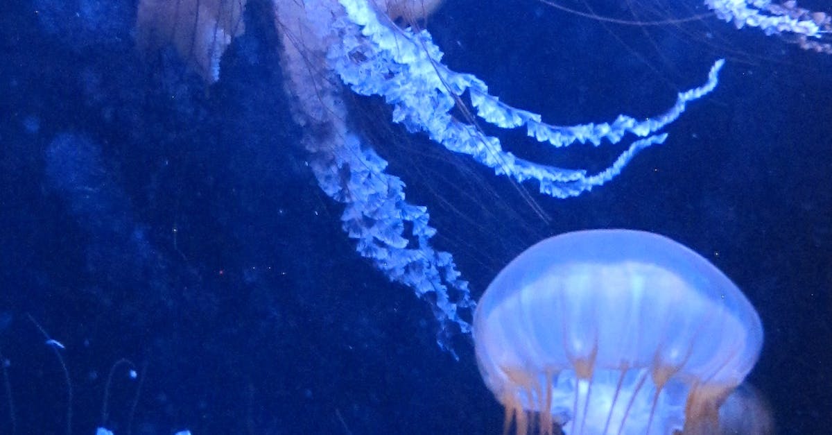 Free stock photo of aquarium, blue, floating