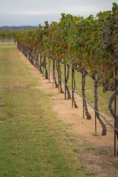 Free Grapevines Growing in a Row Stock Photo