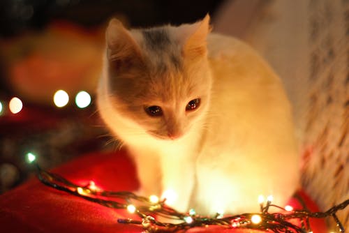 Free Close-Up Photography of White Cat Besides Christmas Lights Stock Photo