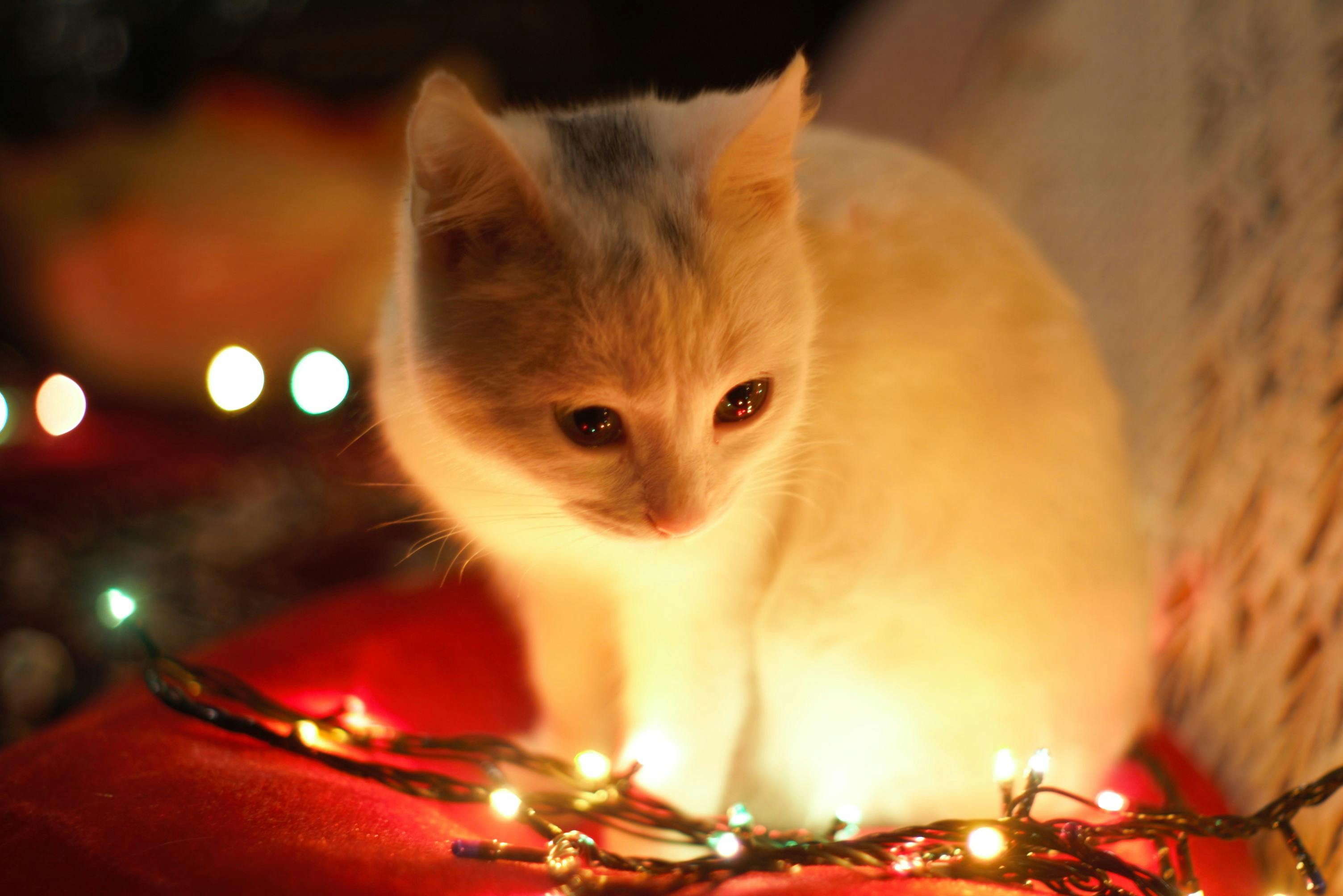 Close-up of Ginger Cat Lying on Floor · Free Stock Photo