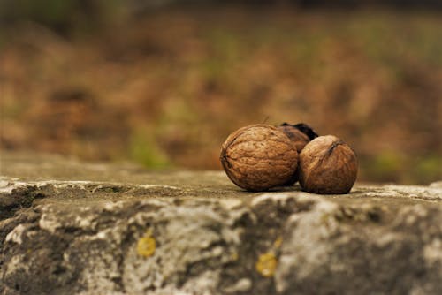 Free Close-Up Photography of Nuts on Ground Stock Photo