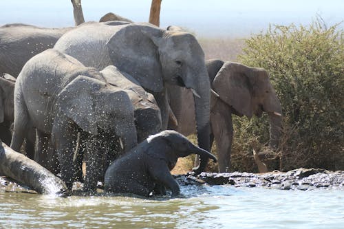 Elephants on Water