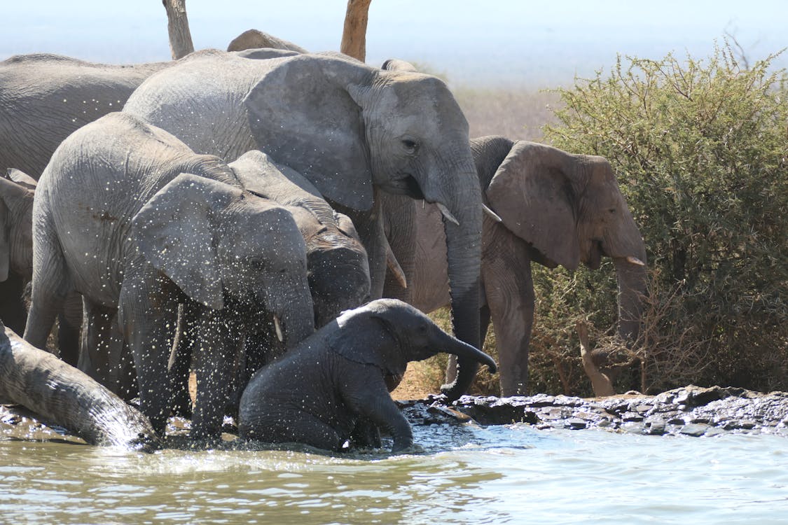 Gratis lagerfoto af afrikansk elefant, dyr, elefanter