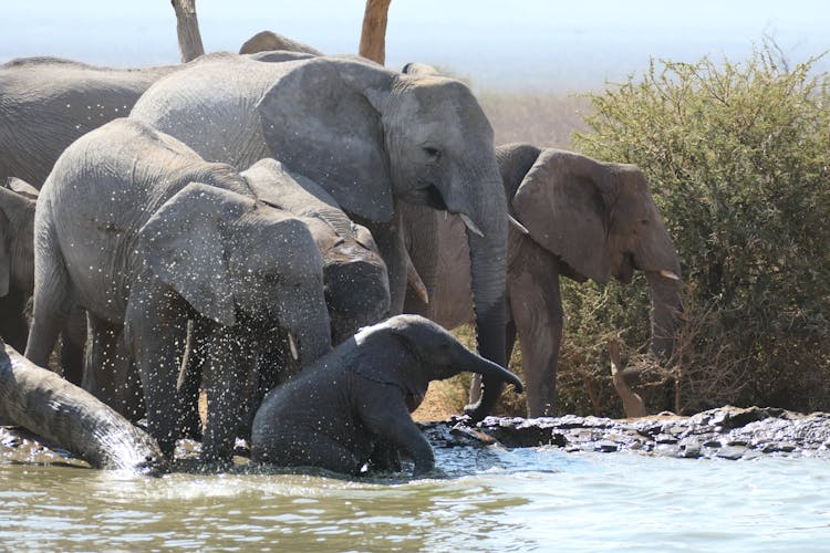 Elephants On Water