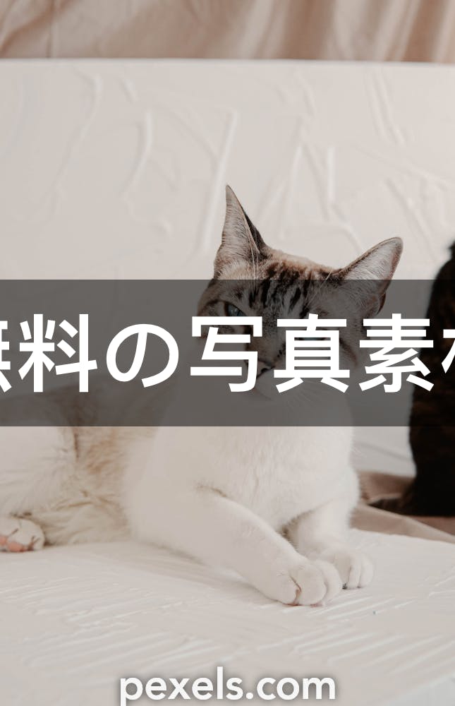 8 000 件の最高のシャム猫関連写真 100 無料でダウンロード Pexelのストック写真