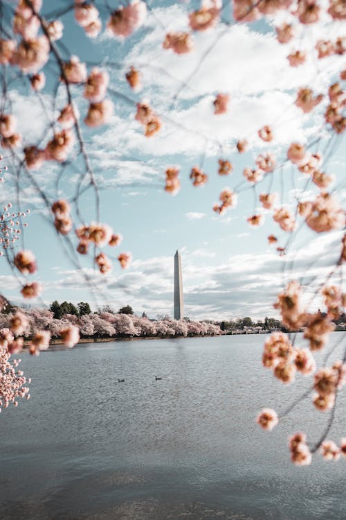 Cherry Blossoms Blooming beside the Tidal Basin