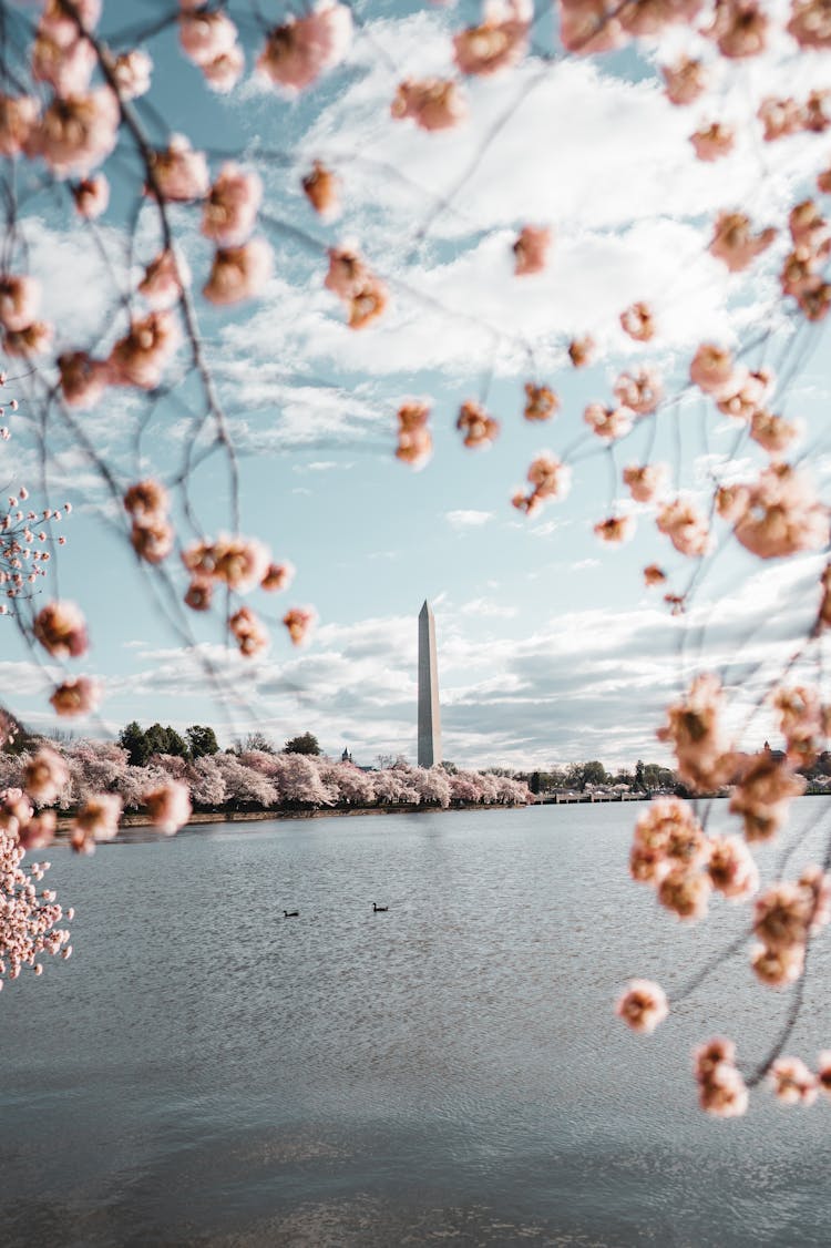 Cherry Blossoms Blooming Beside The Tidal Basin