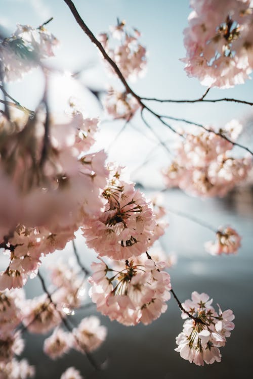 A Close-Up Shot of Cherry Blossoms