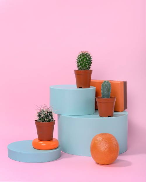 Free Photo of Cactus Plants on Small Brown Vases Stock Photo