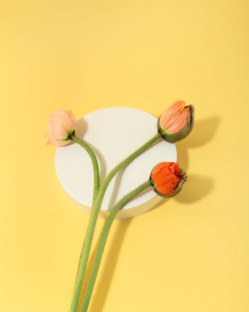 Free Three orange poppy flowers arranged on a circular platform against a yellow backdrop. Stock Photo