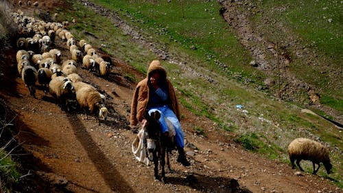 Kostenloses Stock Foto zu Ã§oban, Ã§ocuk, karacadaÄŸ