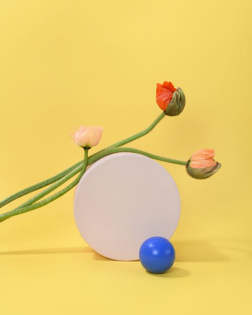 Free Minimalistic floral arrangement with poppy flowers on a vibrant yellow background. Stock Photo