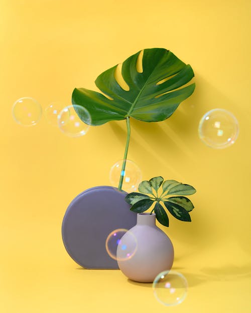 Photo of Monstera Leaf on Circle Vase