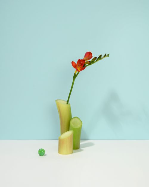 Free Artistic photo of a single flower in a minimalistic setup against a blue background. Stock Photo