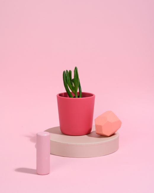 A small succulent in a pink pot on a geometric pedestal with a pink background.