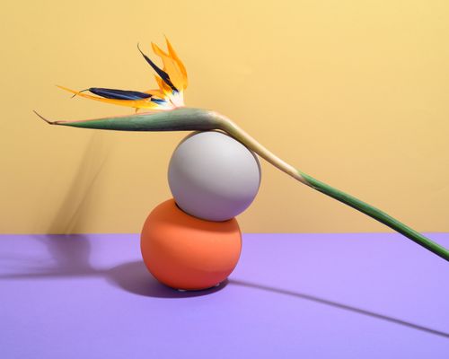 Free Bright Bird of Paradise flower balanced on geometric shapes against colorful backdrop. Stock Photo