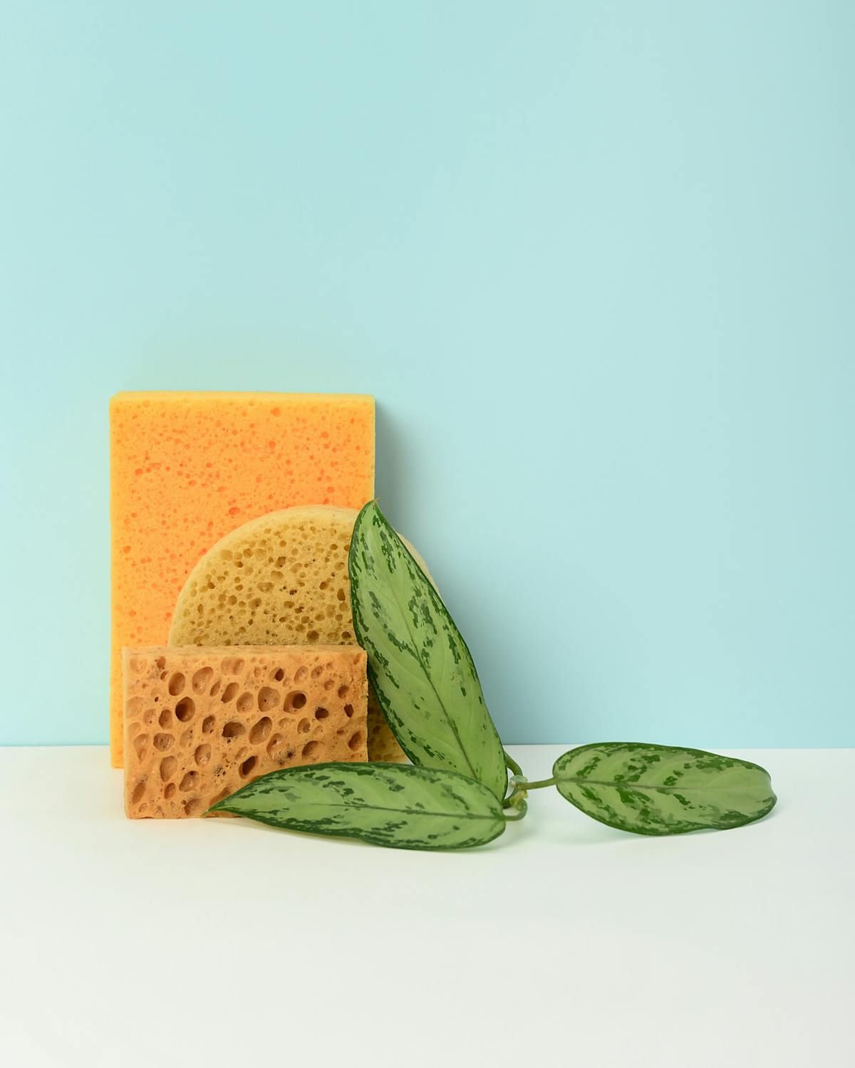 Photo of Leaves Beside Sponge
