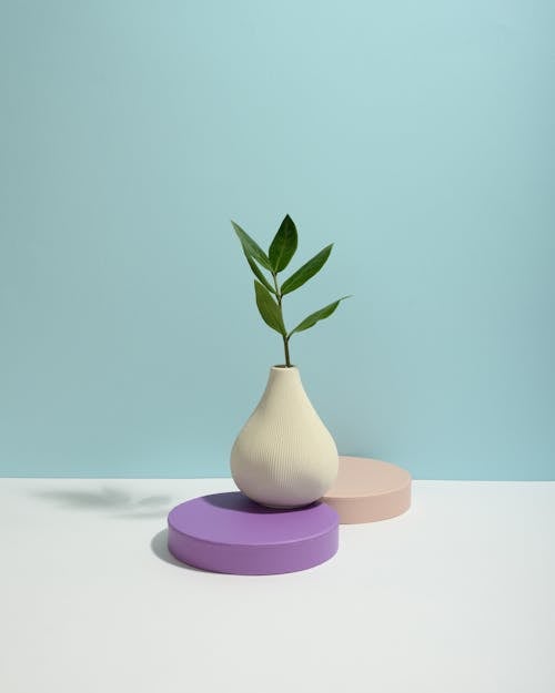 Free Photo of Plants on Round Objects Stock Photo