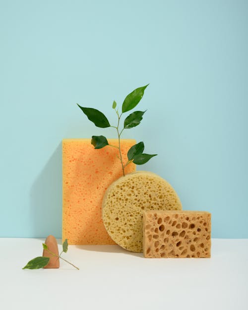 Photo of Green Leaves on Sponge