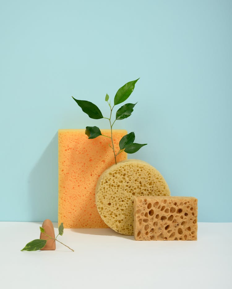 Photo Of Green Leaves On Sponge