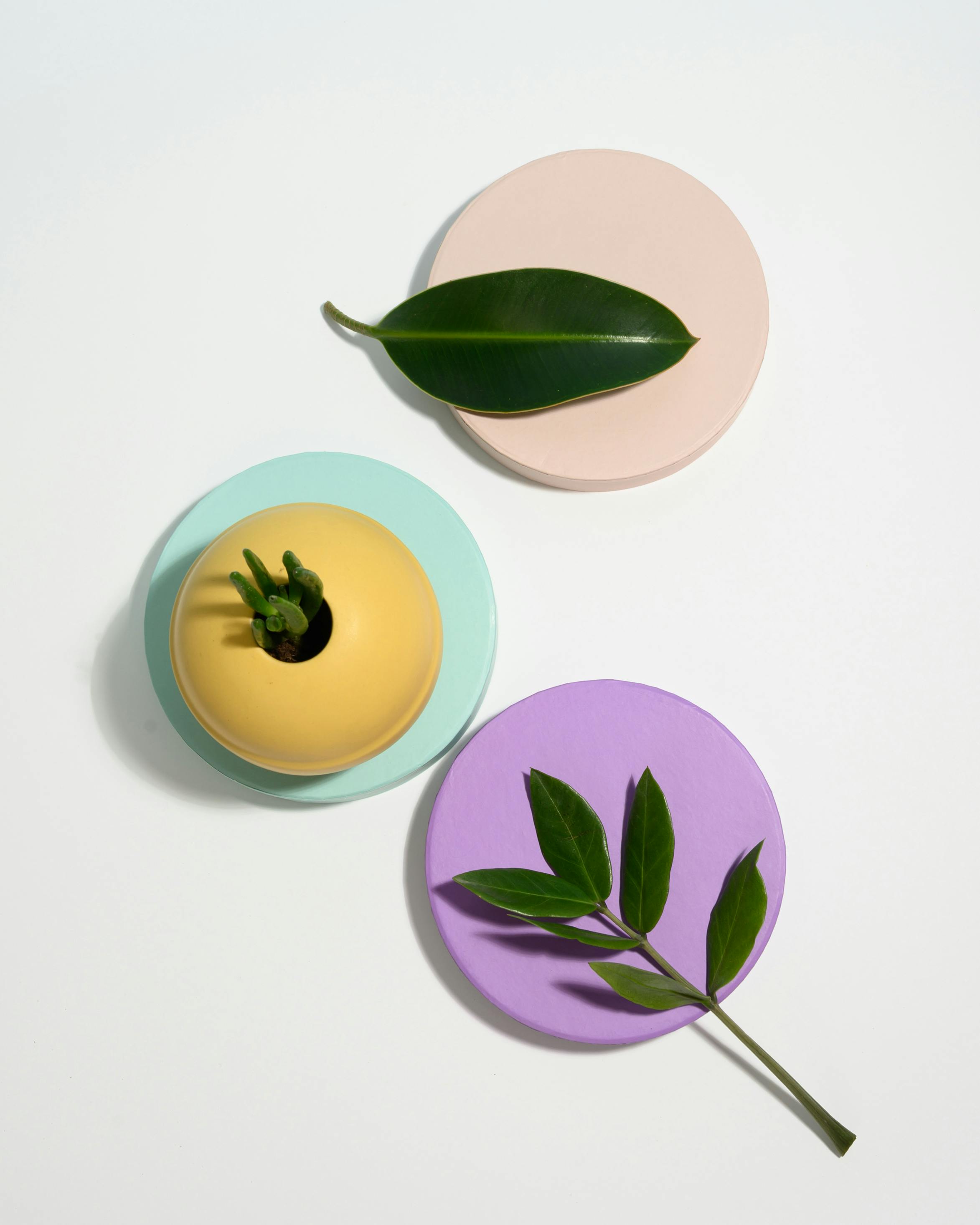 Artistic top view of colorful plant displays on pastel circles, minimalist style.
