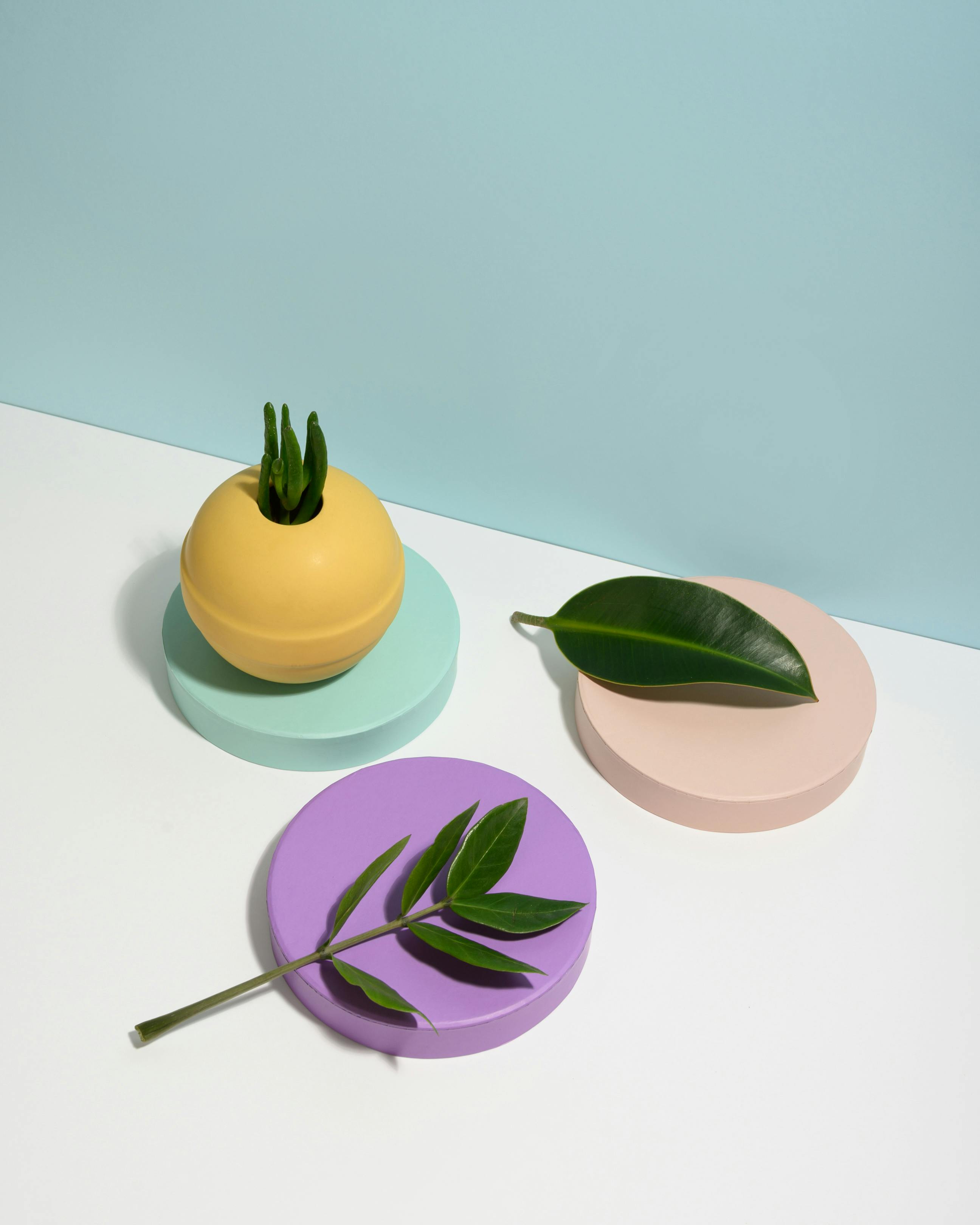 Photo of Plants on Top of Round Objects · Free Stock Photo