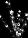 Grayscale Photo of White Flowers