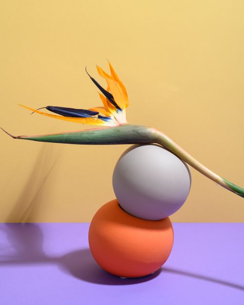 Free Minimalist still life featuring a bird of paradise flower balanced on colorful spheres. Stock Photo