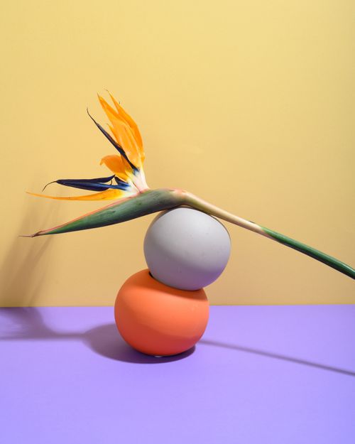 Free A vibrant minimalist arrangement featuring a Bird of Paradise flower and colorful spheres on pastel surfaces. Stock Photo
