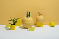 Photo of Succulent Plants on Yellow Background