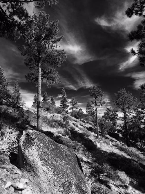 Free stock photo of pine trees, sierra nevada mountains