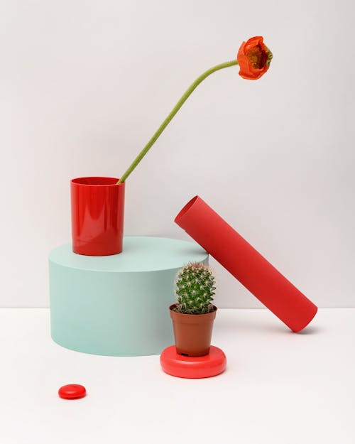 Free Photo of Poppy Flower and Cactus Plant on White Background Stock Photo