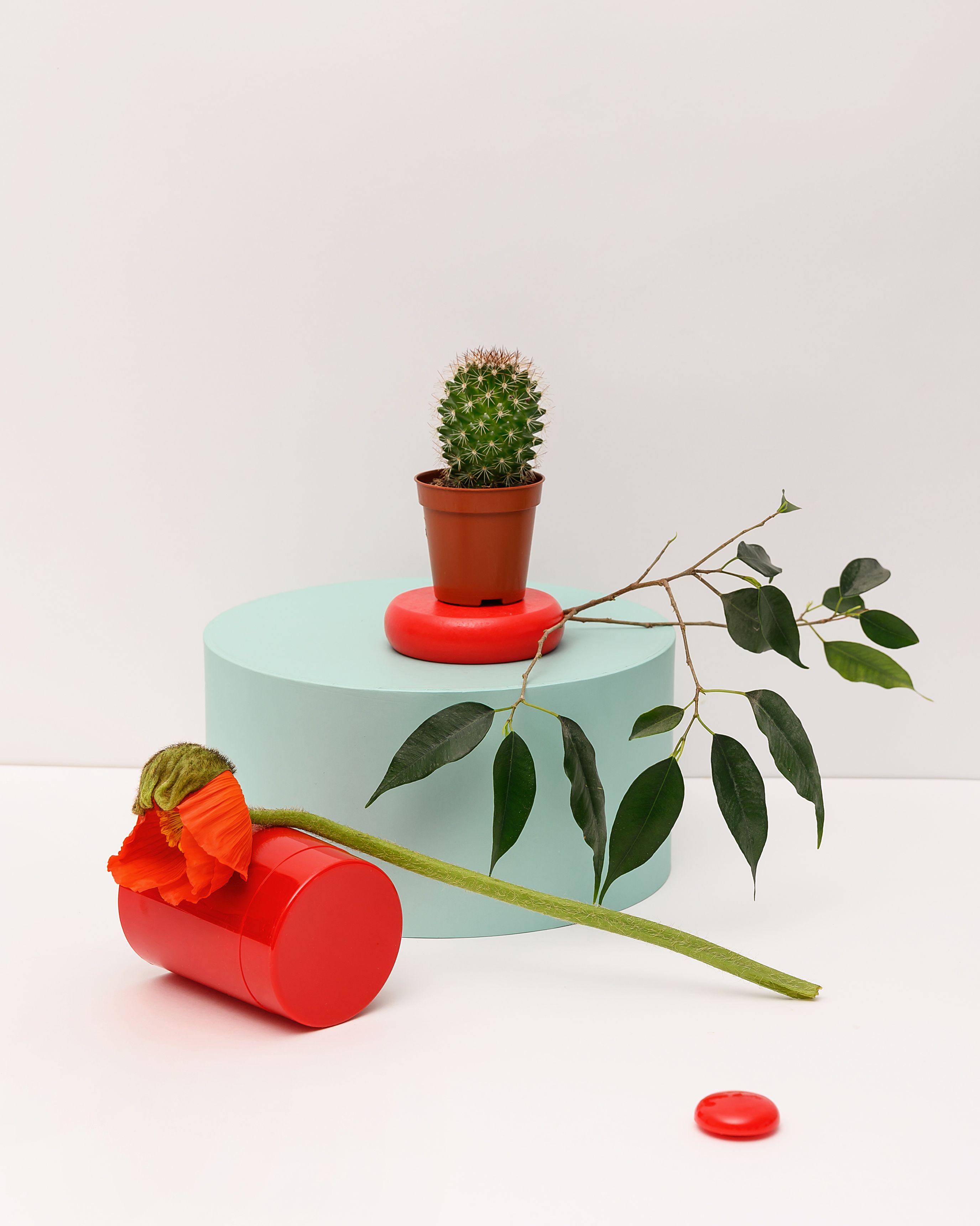 A modern, minimalistic arrangement featuring a cactus and poppy flower on a white background.