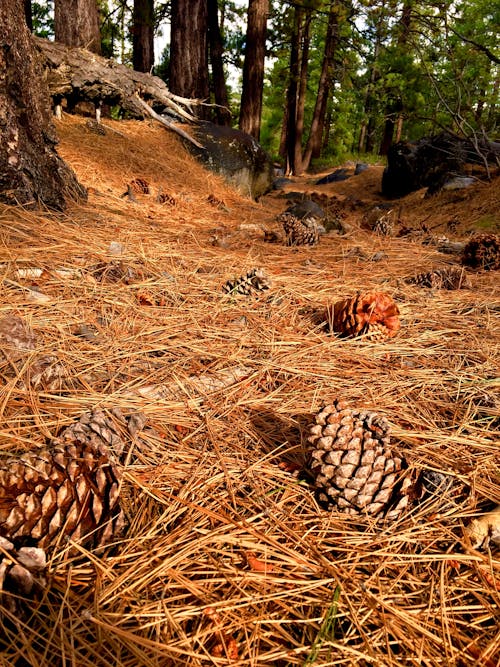 Chụp ảnh Pine Cones Trên Mặt đất