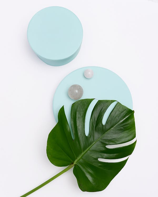 Photo of Monstera Leaf on Round Objects